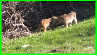 TNP  Bobcat vs Pitbull [upl. by Benjie]