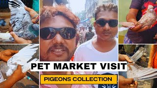 PET MARKET PIGEONS COLLECTION  GALLIF STREET  DT 03 NOV 2024 [upl. by Jakoba134]