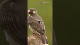 Amazing facts Honeyguide bird youtubeshorts facts learning birds wildlife nature didyouknow [upl. by Eelyam]