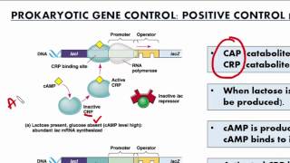 GR 12 Gene Control Science Video Tutorial [upl. by Draner991]