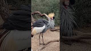 Impresionante parque botánico y zoológico FAUNIAMadridEspañalemur faunia aves parquemadrid [upl. by Truman138]