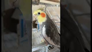 George the Cockatiel making R2D2 noises [upl. by Levina561]