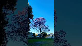 Beautiful jacaranda 💜 music rock love guitar song nature [upl. by Ordnael225]