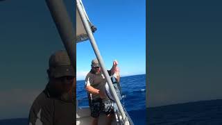 Solid Gascoyne Goldbandfishing commercialfishing linecaught wildcaught [upl. by Dilahk]