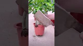 The process of replanting a flowerpot [upl. by Hidie]