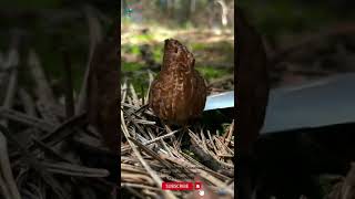 MOREL MUSHROOM  Morchella Mushrooms [upl. by Airual]