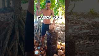 Pernah di marahin bos kelapa kelapa [upl. by Martella]