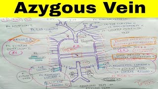 Azygous Accessory Hemi Azygous Hemi Azygous Vein  Part 1  The Charsi of Medical Literature [upl. by Willetta]