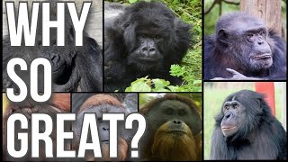 Why Great Apes are Great [upl. by Jeannette]