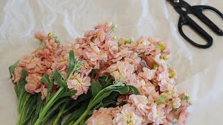 How to Condition Matthiola  Stock Flowers [upl. by Idnal]