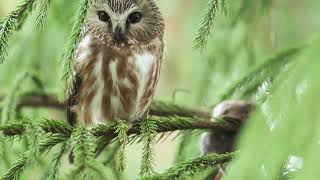 Northern SawWhet owl [upl. by Stortz]