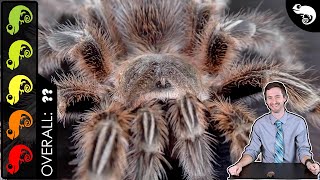 Rose Hair Tarantula The Best Pet Spider [upl. by Lomasi]