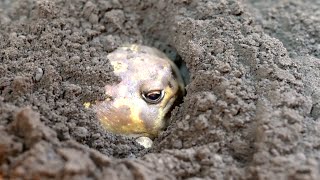 The friendly Rain frogs are cute [upl. by Reiner389]