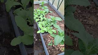 Tobacco Work In Progress tobacco tobaccotalk tobaccoproducts gardening growyourownfood [upl. by Libna]