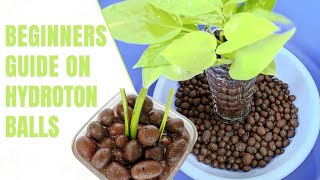 Beginners Guide on Hydroton Balls  Clay Balls For Plants  LECAExpanded Clay Pellets  Hydroponics [upl. by Githens]