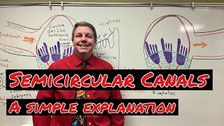 How the Semicircular Canals Work A Simple Explanation [upl. by Monda]