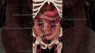 Arteries of the abdomen meded anatomy 3dmodel [upl. by Eesyak38]