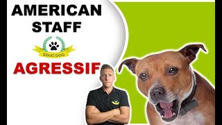 CHIEN RÉGULATEUR VS AMERICAN STAFF AGRESSIF  RÉSULTAT [upl. by Bathesda]