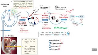 Physiology 1 the cycle [upl. by Kcirb]