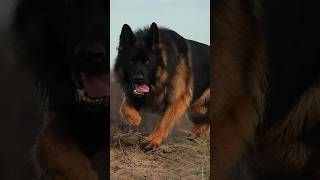 Top 10 Bravest dogs that will face even Wild Beast 😱🔥 shorts [upl. by Nial]