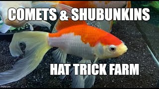 🧡 SHUBUNKIN AND COMET GOLDFISH💗  BREEDING GOLDFISH  SINGLE TAIL GOLDFISH 🐠  💠HAT TRICK FARM💠 [upl. by Ianahs]