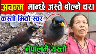 दुनियाँ चकित पार्ने चरा दुरस्तै मान्छे जस्तो बोल्छ talking bird in nepal jagat khabar [upl. by Kingsly]