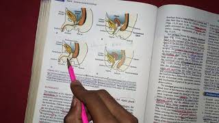 Revision of embryology of hindgut with clinical correlates [upl. by Meean]