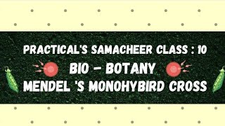 Mendels Monohybrid Cross l class 10 l PRACTICALS l samacheer   Concepts With Shobana [upl. by Prestige915]