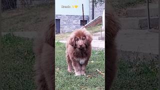 Bulgarian shepherd dog 🇧🇬💯 [upl. by Greeson503]