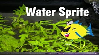 Water Sprite Aquarium Plant Profile [upl. by Jet]