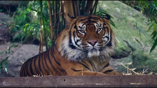 Sydney Taronga Zoo in Winter Amazing Tiger amp Lions 2022  in 4K HDR [upl. by Lleira]