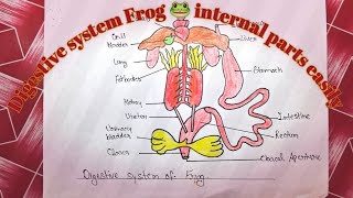 Most important Digestive system of Frog 🐸 diagram Digestive system easily [upl. by Avalsorim230]