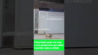 Por tardero🤣🤣 perrosgraciosos memes perros humor dog perroschistosos pets caninos [upl. by Correna]