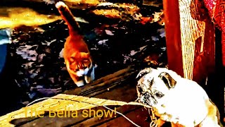 The Bella show episode 1 [upl. by Mayes]