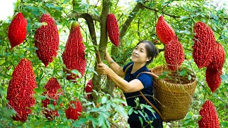 Harvesting Red Bitter melon amp Goes To Market Sell  Gardening And Cooking  Lý Tiểu Vân [upl. by Ahsenaj]