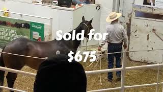 HORSE AUCTION in the WEST Cedar Livestock Market June 6 2024 [upl. by Amej]