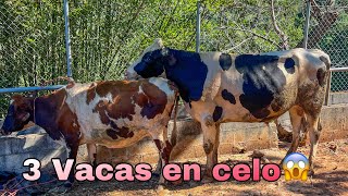 😱🐄Llevamos el toro a las vacas que andaban en celo las agarro a todas 😱🐄 [upl. by Carolina]