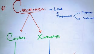 Carotenoids class 11Types of carotenoidsCarotenes and XanthophyllPhotosynthetic pigments class 11 [upl. by Ahseina304]