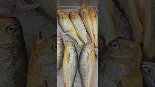 Yellow Croaker kpop food music fish [upl. by Enisaj]