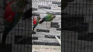 Crimson Bellied Conure Conure variety birds [upl. by Murial]