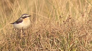 Vogels Ameland 24042022 [upl. by Brennen]