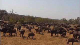 A very large herd of buffalo at Djuma Waterhole Part 4 [upl. by Ylesara]