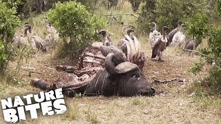 Vultures Swarm Wildebeest Carcass  Nature Bites [upl. by Hannibal]