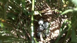 bobolink nest in the pasture [upl. by Nedyrb]