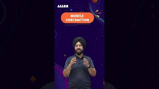 What is Muscle Contraction and how it works  Important for NEET 2024  ALLENNEET shorts [upl. by Casia]