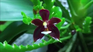 Phalaenopsis cornucervi red [upl. by Nelak]