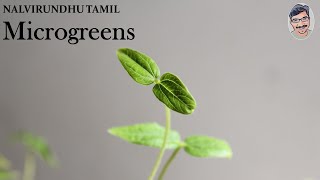 Microgreens in Tamil How to grow microgreens at home  Easy method to grow microgreens [upl. by Atinahs555]