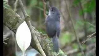 Brasilia Tapaculo  Scytalopus novacapitalis [upl. by Emmet596]