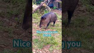 Meet COCO peccaries costarica [upl. by Rabin]