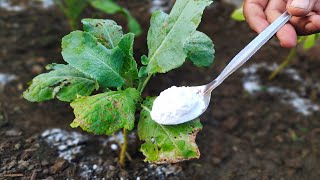 Transform Your Garden How Baking Soda Boosts Soil Health amp Deters Pests [upl. by Yrrap]